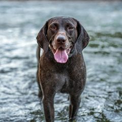 Waarom een hondenfluit voor jouw jachthond een goed idee is